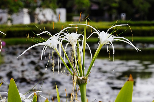 Fleurs Mai 2010-008